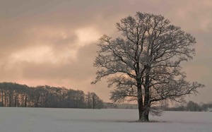 木と冬景色.jpg